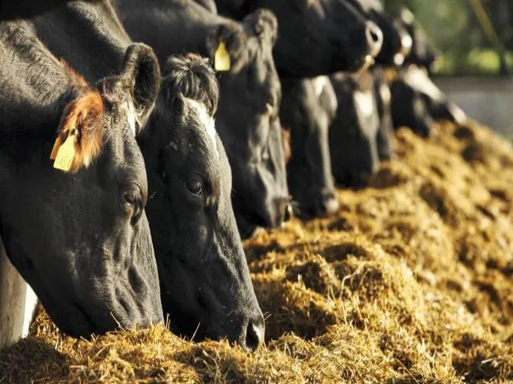 vacas