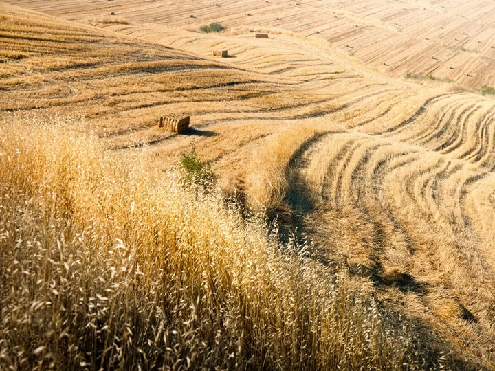 straw field