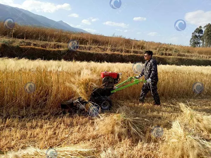 máquina aglutinante de arroz