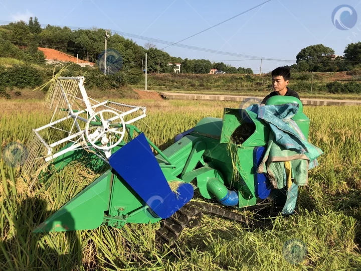 cosechadora de arroz y trigo