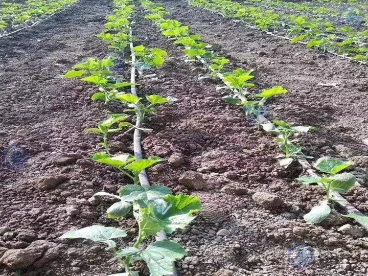 planta trasplantadora