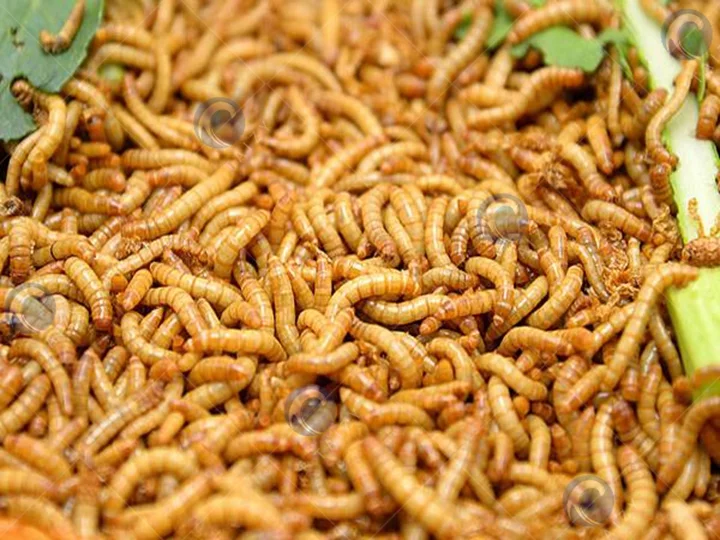 Gusano