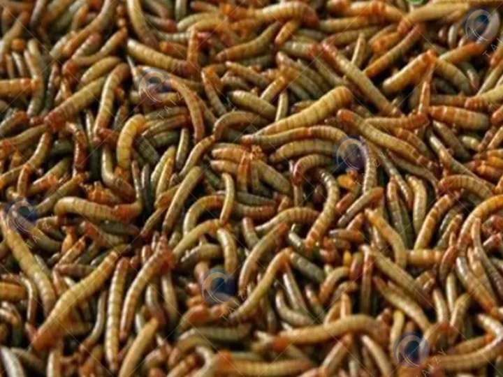Gusanos