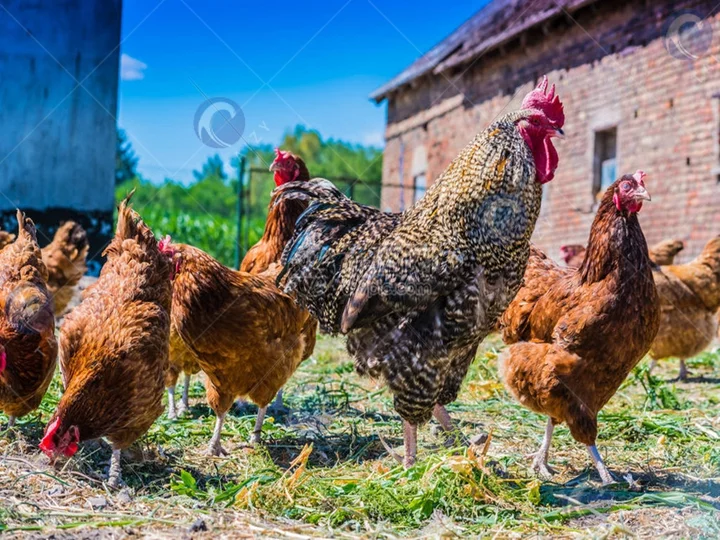 chickens