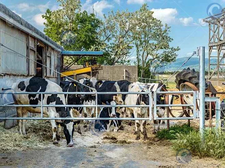 cows