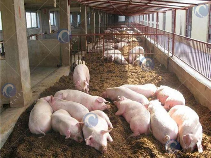 pigs
