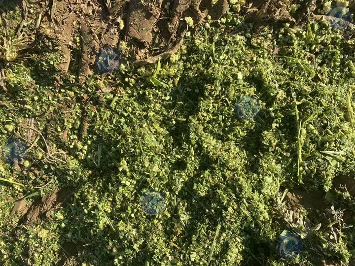 silage