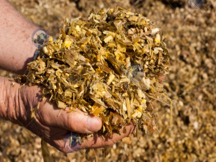 Silage Feed