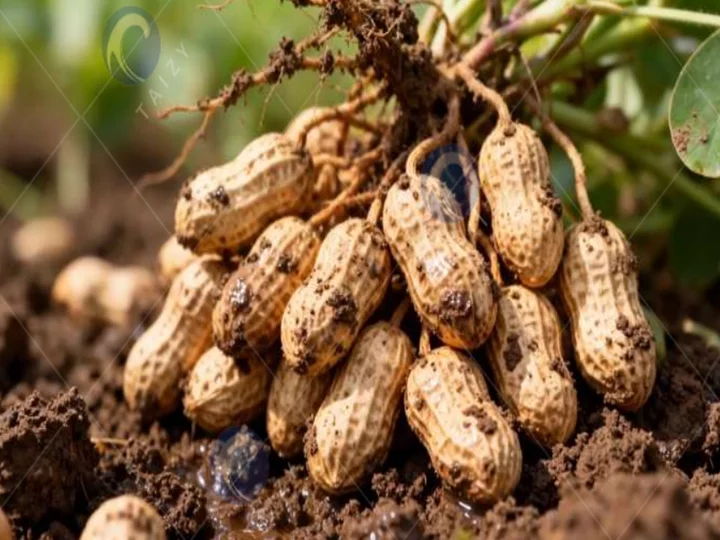 groundnut