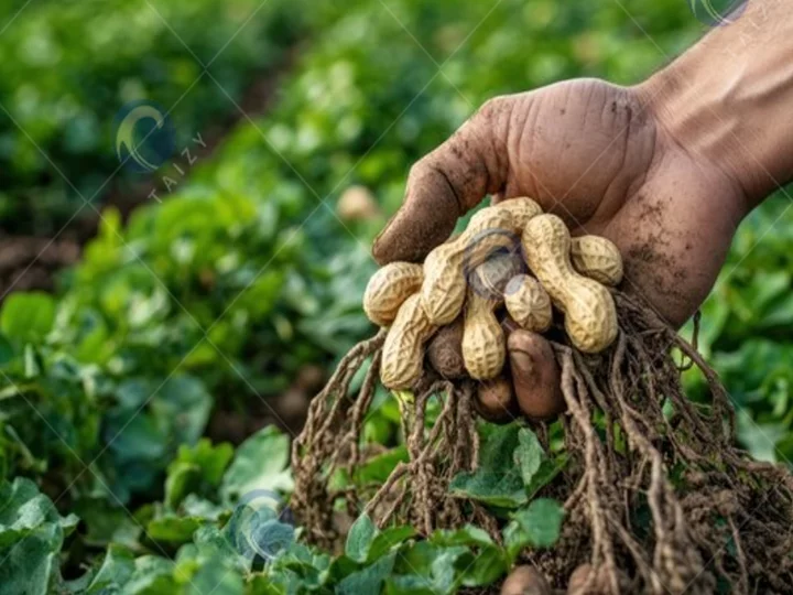 peanuts
