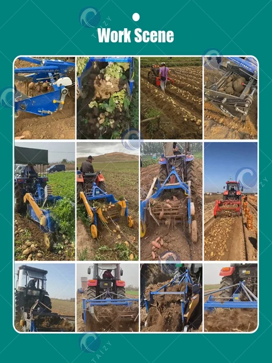Potato Harvester Machine working